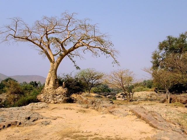 barren fig tree